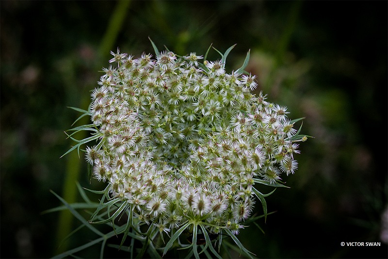 Wilde peen - Daucus carota .JPG