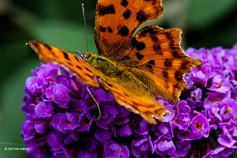 Gehakkelde aurelia - Polygonia c-album.jpg