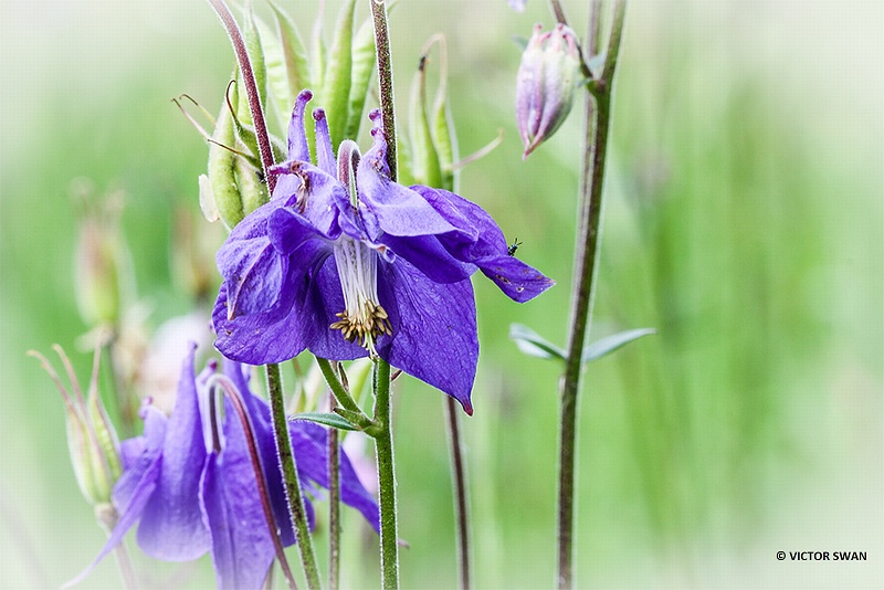 Wilde akelei - Aquilegia vulgaris.JPG