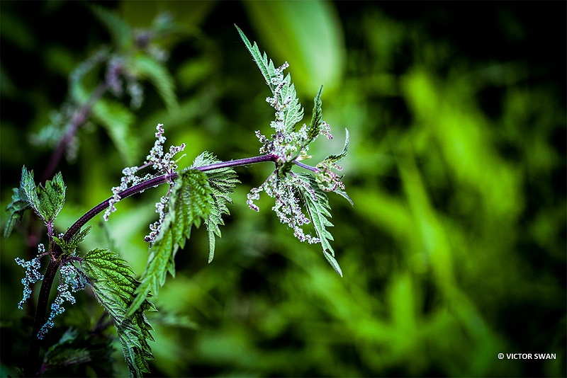 Grote brandnetel - Urtica dioica.JPG