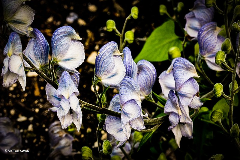 Monnikskap - Aconitum vulgare.JPG