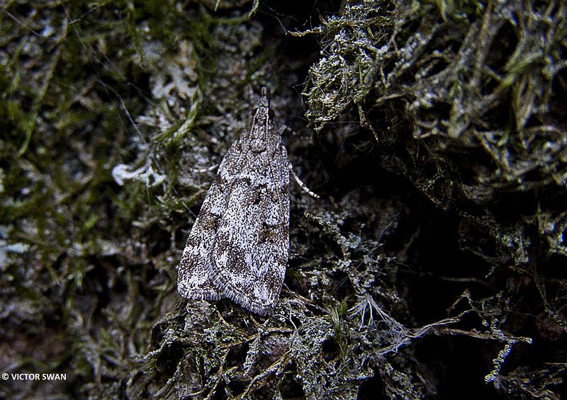Vroege granietmot - Scoparia ambigualis.JPG