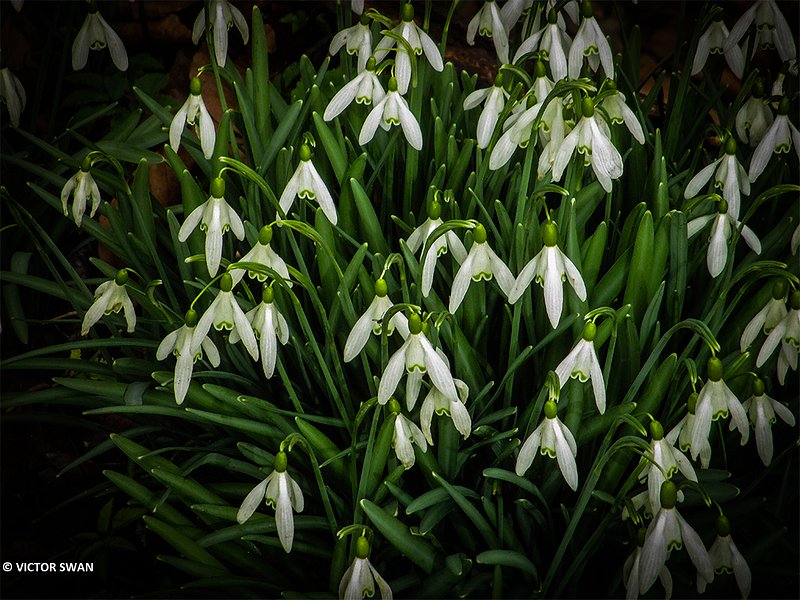 Gewoon sneeuwklokje - Galanthus nivalis.JPG