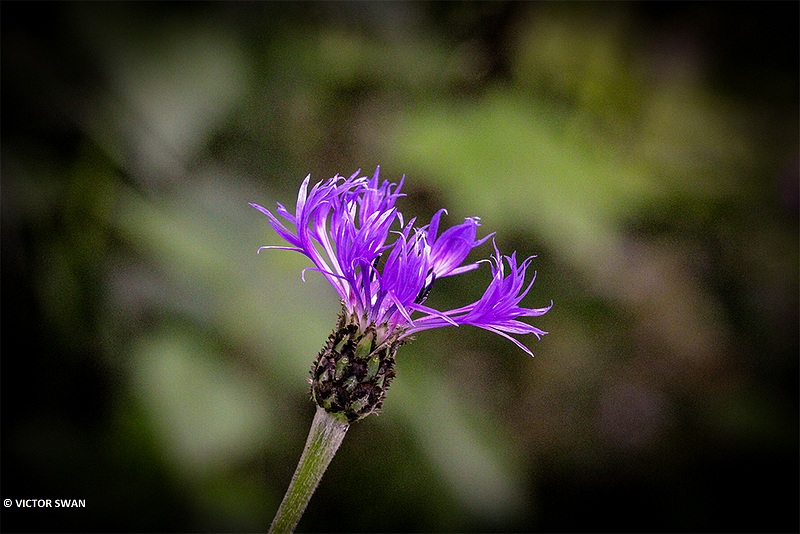 Grote centaurie - Centaurea scabiosa.JPG