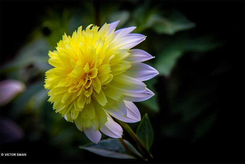 Dahlia-Freyaa paso Doble.JPG