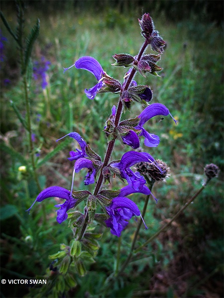 Veldsalie - Salvia pratensis.JPG