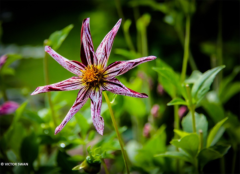 Dahlia-Destinys .JPG