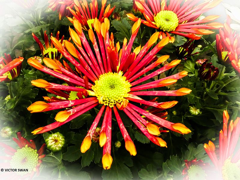 Chrysanthemum.JPG