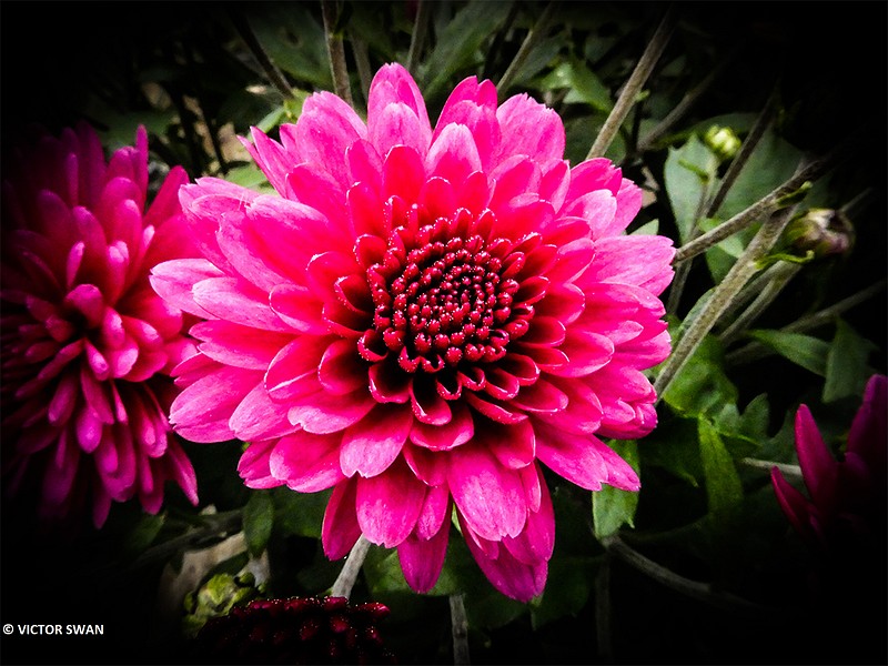 Chrysanthemum.JPG