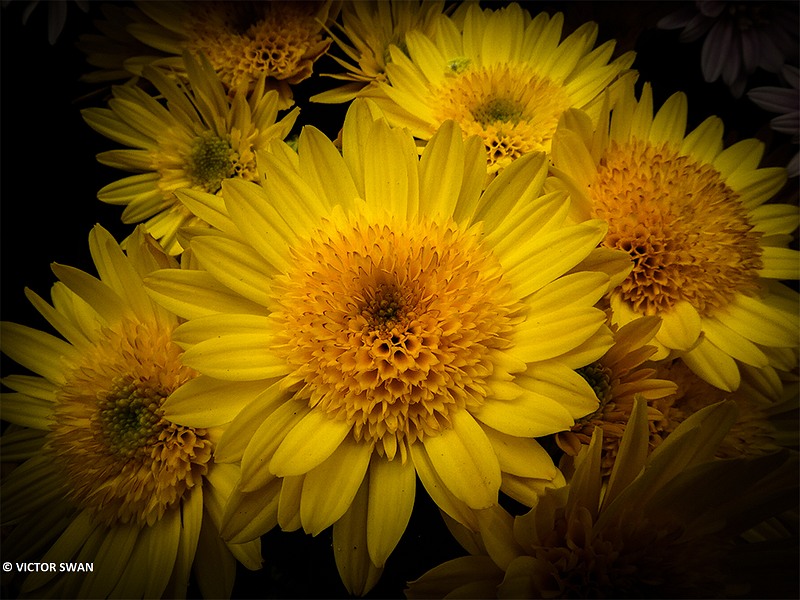 Chrysanthemum.JPG
