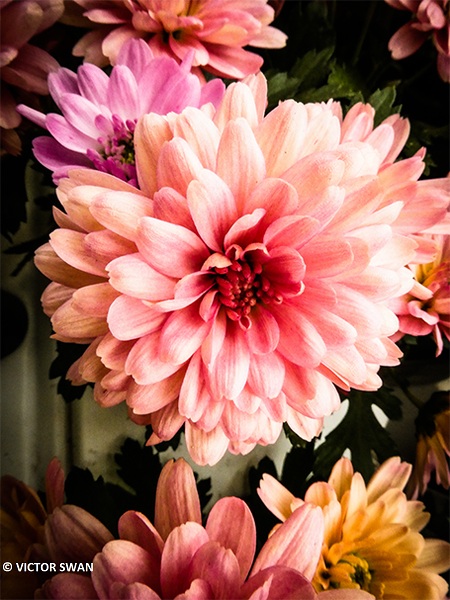 Chrysanthemum.JPG