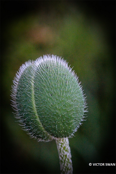 Slaapbol - Papaver somniferum.JPG