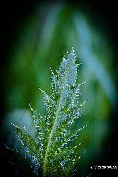 Slaapbol - Papaver somniferum.JPG