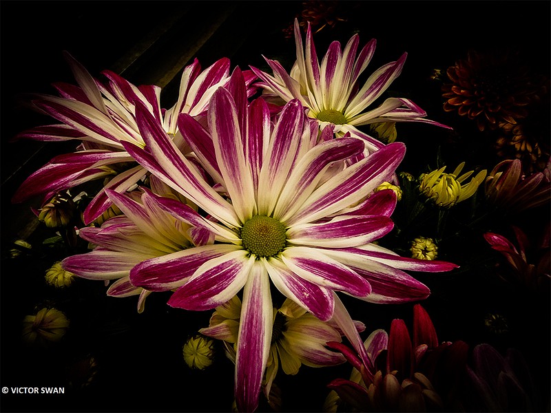 Chrysanthemum.JPG