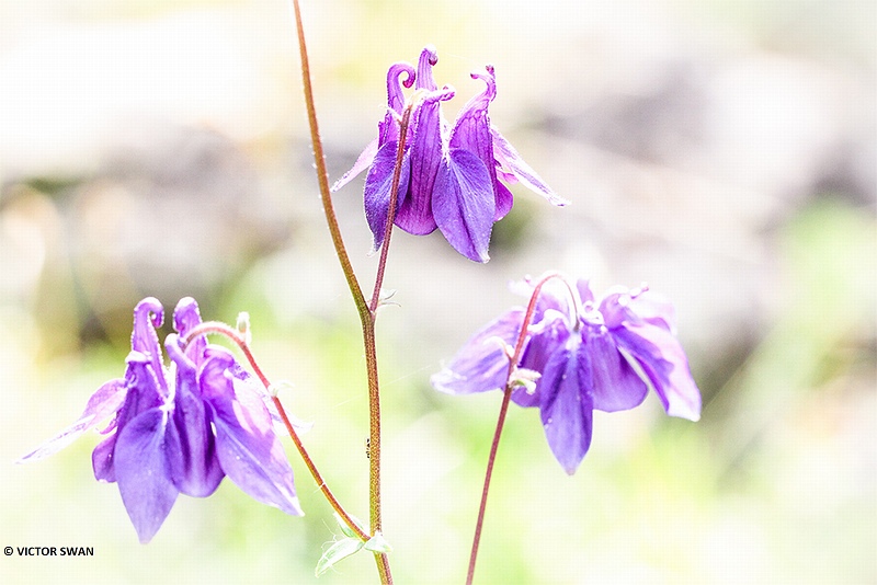 Wilde akelei - Aquilegia vulgaris.JPG