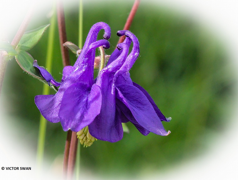 Wilde akelei - Aquilegia vulgaris.JPG
