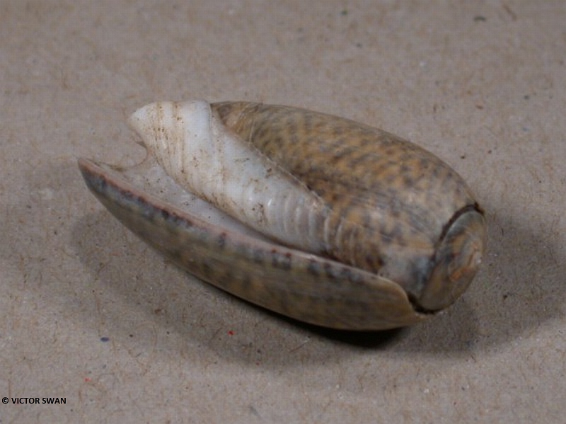 0023-Oliva Funebralis X