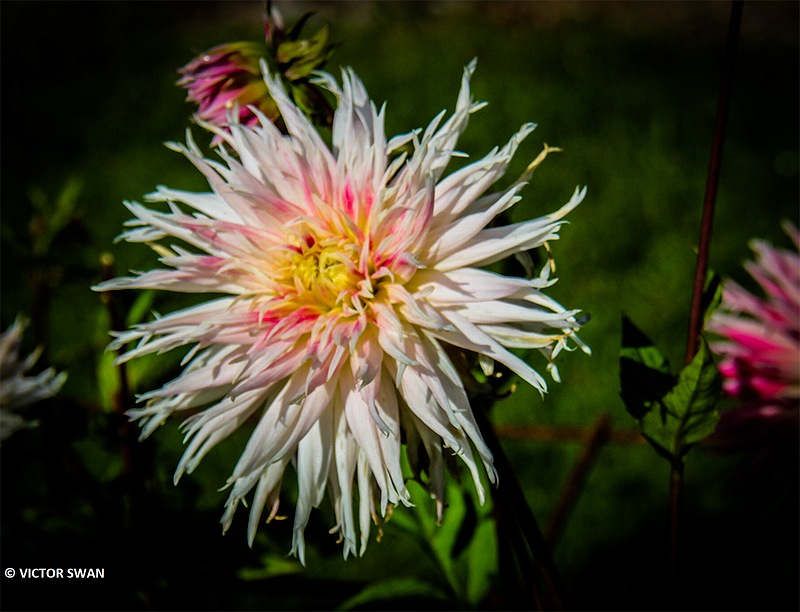 Dahlia-Val st.Lambert.JPG