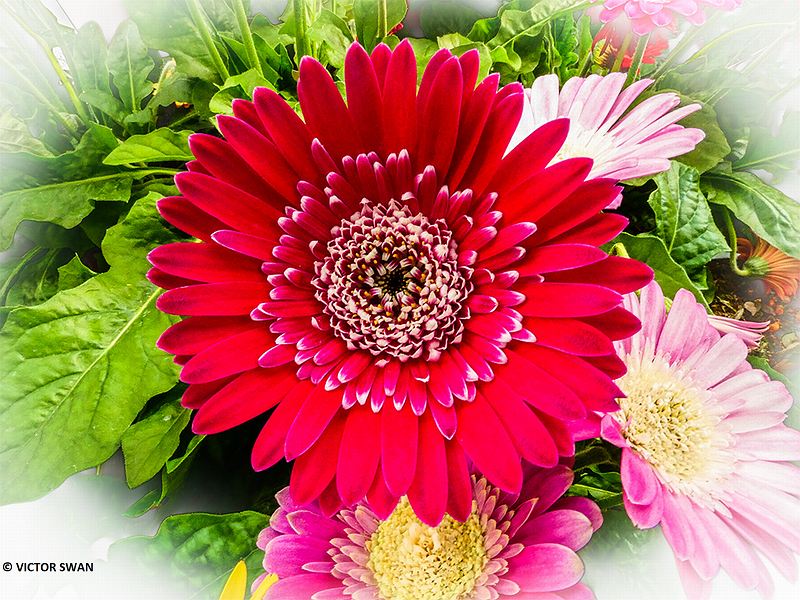 Gerbera.JPG
