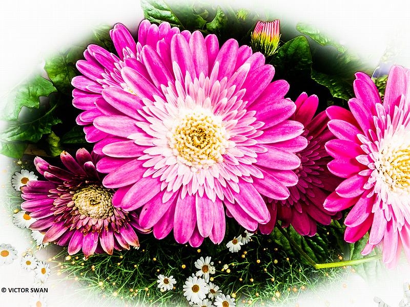 Gerbera.JPG