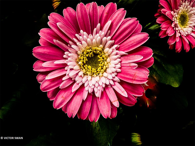 Gerbera.JPG