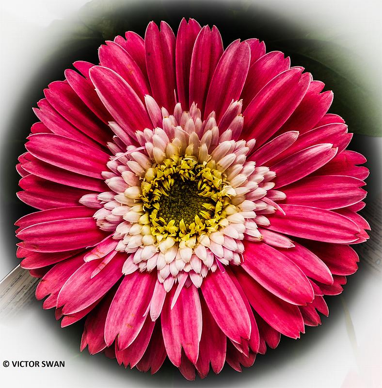 Gerbera.JPG
