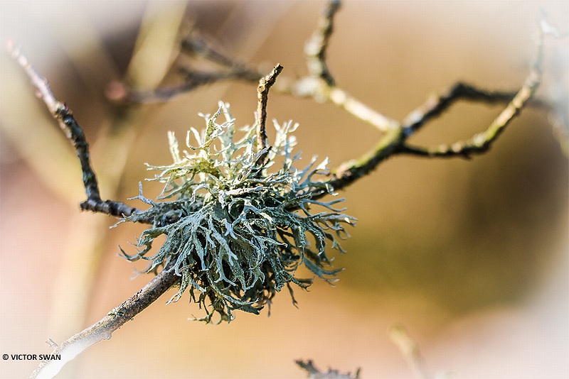 Eikenmos - Evernia prunastri.JPG