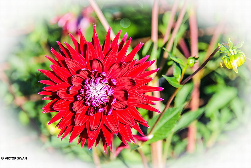 Dahlia-Geri Scott.JPG