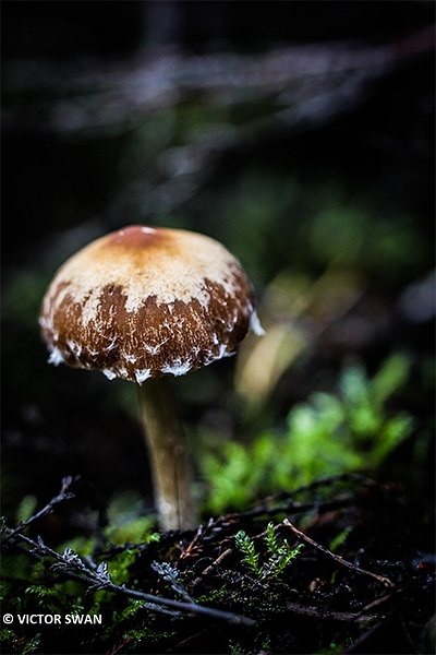 Spaanderfranjehoed - Psathyrella marcescibilis .JPG