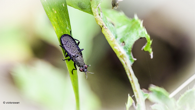 Rouwslakkendoder. - Coremacera marginata.JPG