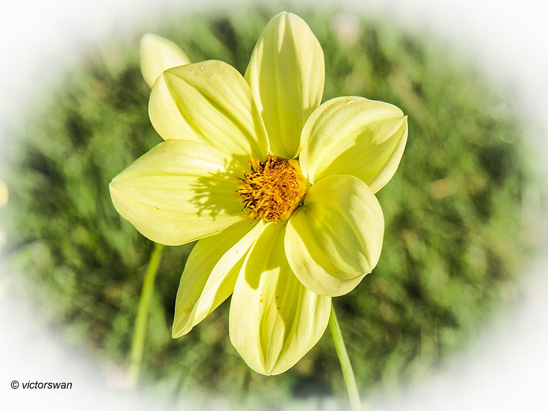 Dahlia-Golden River.JPG