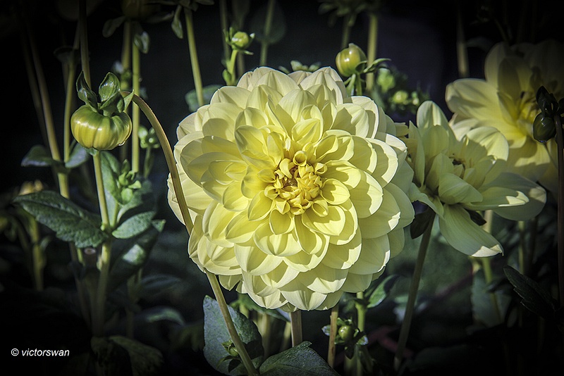 Dahlia-Glory of heemstede .JPG