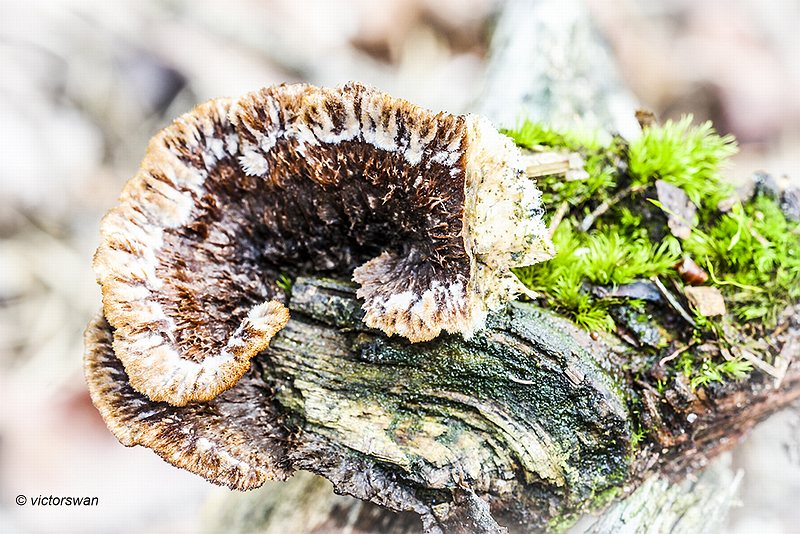 Gewone franjezwam - Thelephora terrestris .JPG