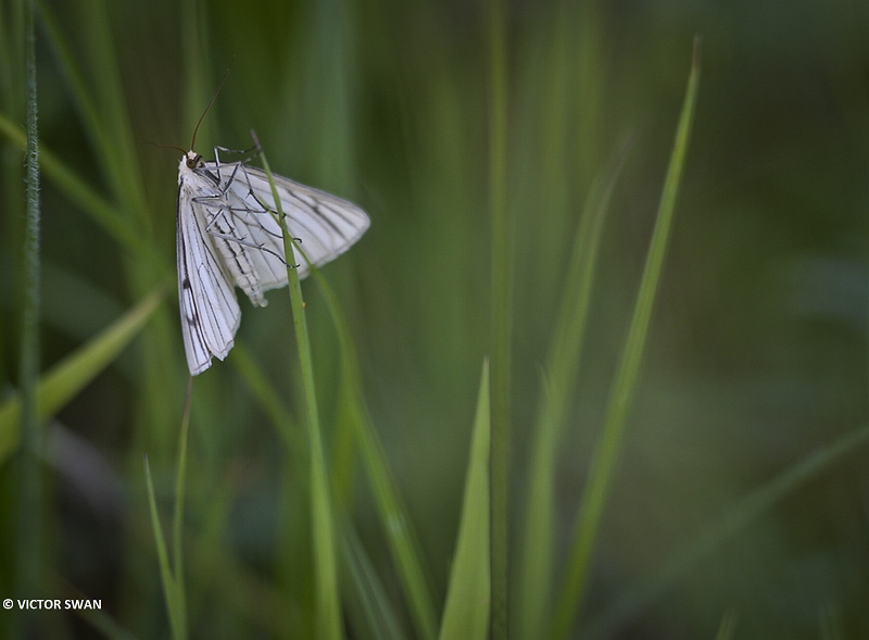 Vals witje - Siona lineata.JPG