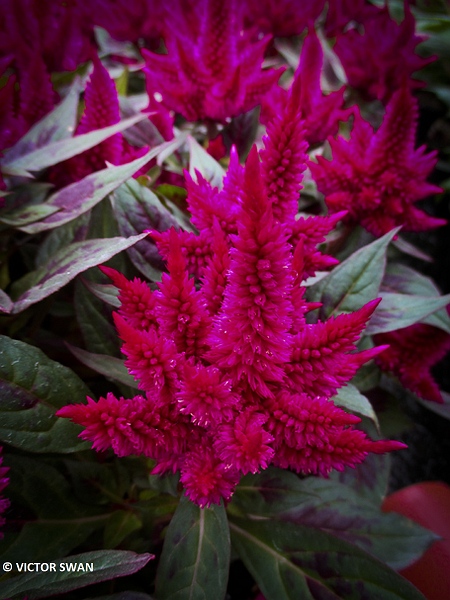 Celosia Plumosa.JPG