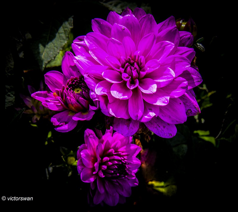 Dahlia-karma lagoon.JPG