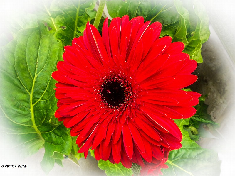 Gerbera .JPG