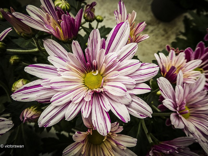 Chrysanthemum.jpg