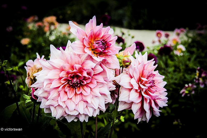 Dahlia-Ottos Thrill.JPG