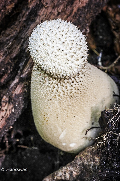 Parelstuifzwam - Lycoperdon perlatum.JPG