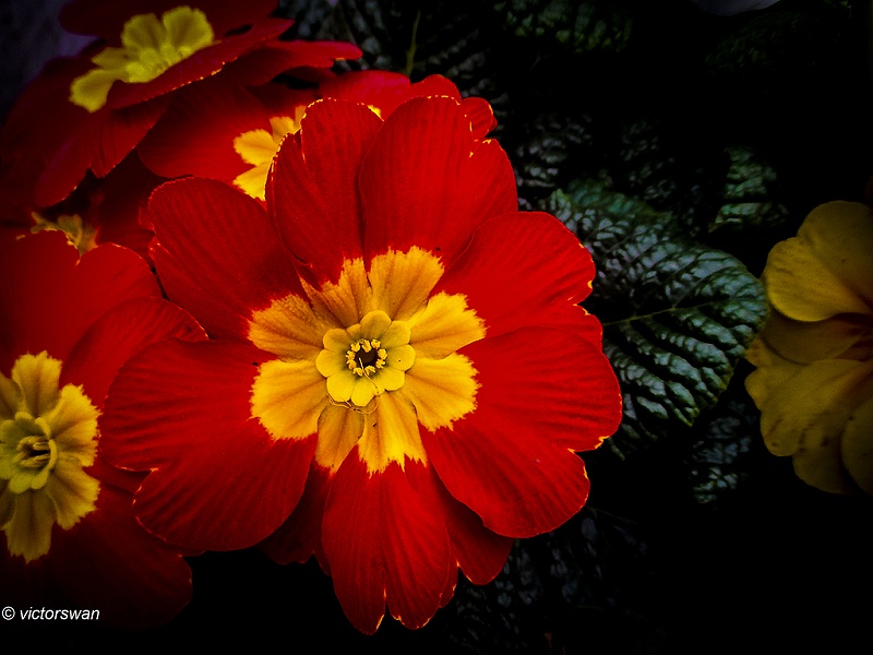 Primula.JPG