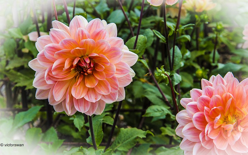 Dahlia-Yvonne.JPG
