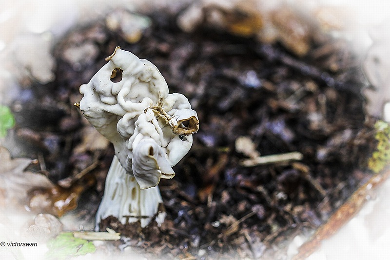 Witte kluifzwam - Helvella crispa.JPG