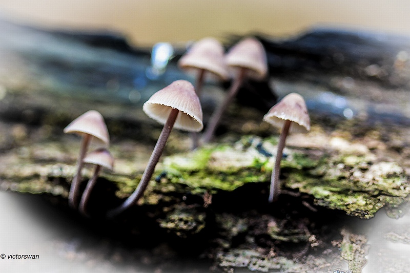 Grote bloedsteelmycena - Mycena haematopus.JPG