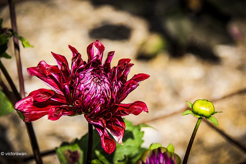 Dahlia-Zorro.JPG