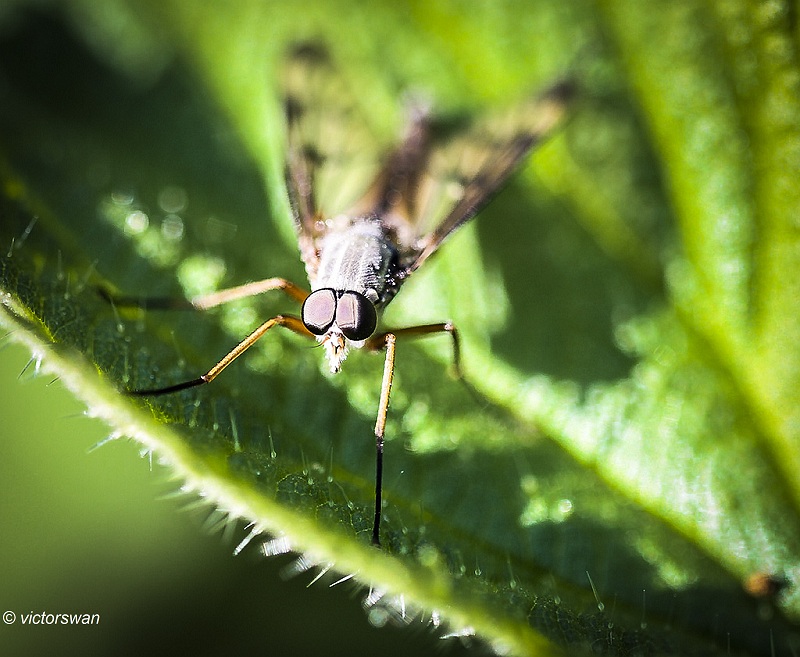 Gewone Snipvlieg  Rhagio scolopaceus.JPG