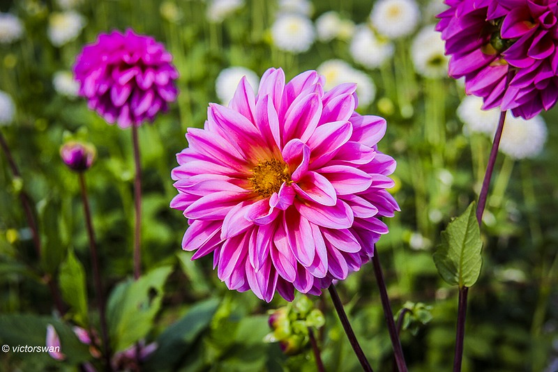 Dahlia-Lucky number.JPG