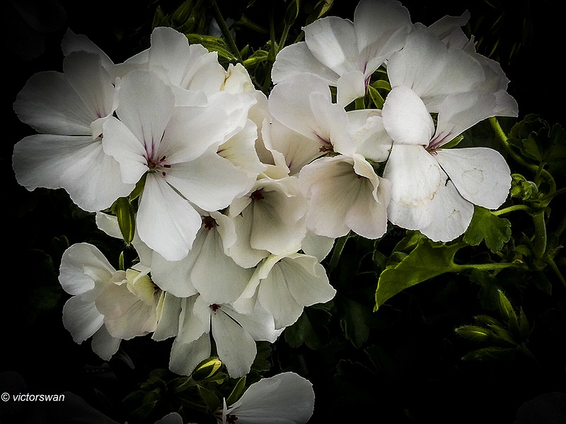 Geranium.JPG