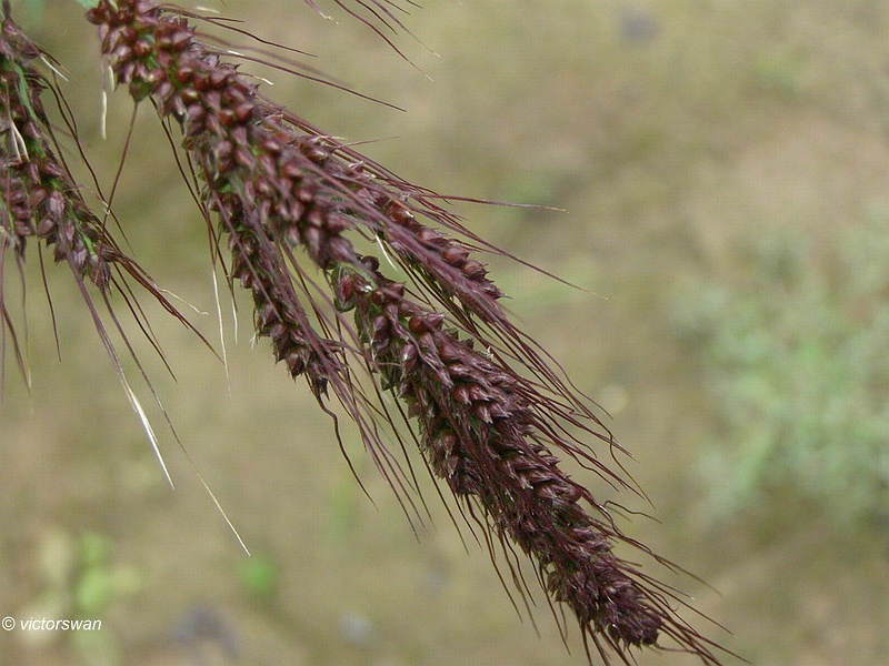 Hanepoot - Echinochloa crus-galli.JPG