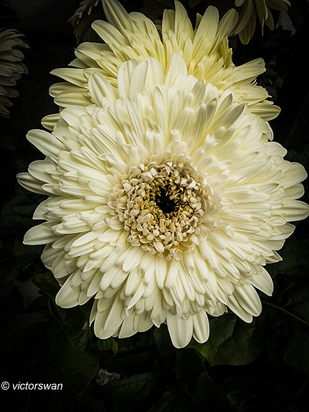 Gerbera.JPG